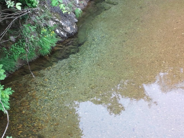 魚