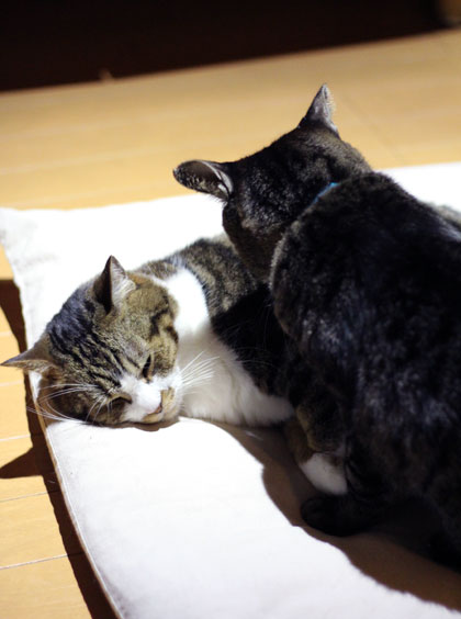 昭和枯れすすき