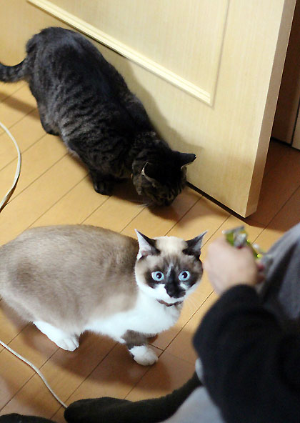 ちがい4