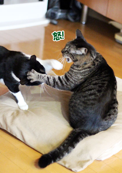 やんのか5