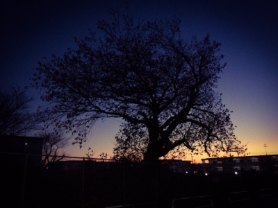 写真 (33)