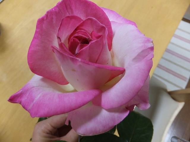 DSCF0581.jpg
