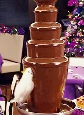 インコとチョコレート・ファウンテン3