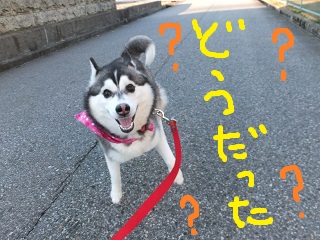 どうだった?