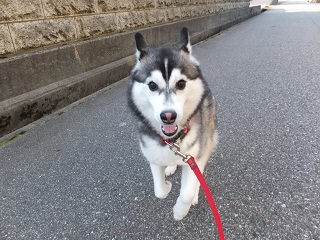 朝のお散歩
