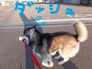 ダッシュ!!うきゃー