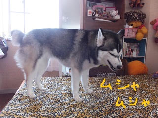 ムシャムシャ