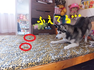 増えてる・・・