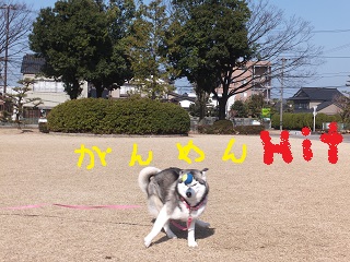 がんめんHIT