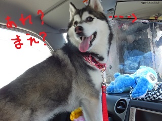 あれ?今度は前?