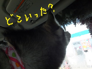 どこ行った?