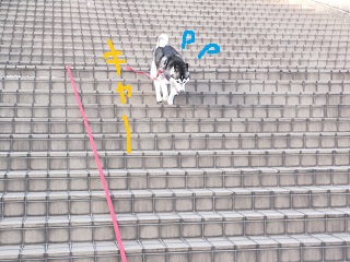 キャーー