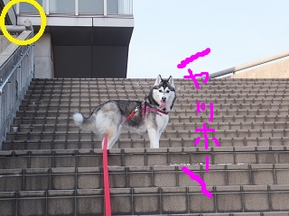 ヤッホーー