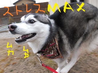 ストレスMAX