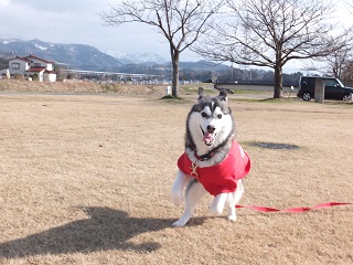 がにまたシェイミー