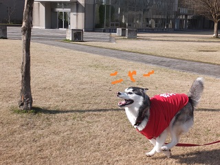 世話焼け坊主ニャー