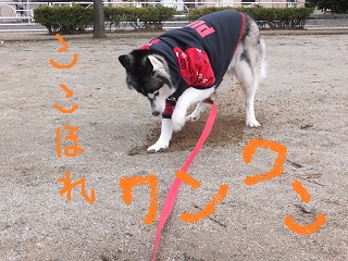 ここ掘れワンワン