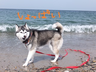 しょっぱい