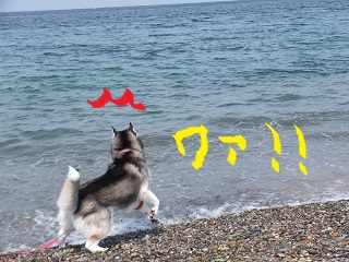 ワァ!!