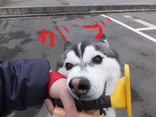 ガブ!!
