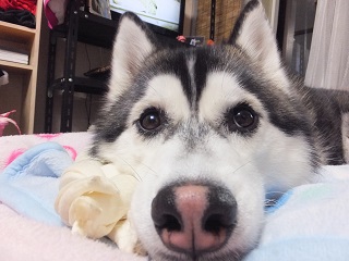 ブヒブヒ