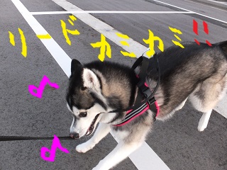 リードカミカミ