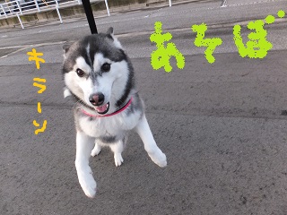 アソボー♪