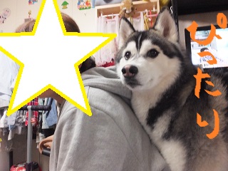 ぴったり