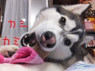 カミカミ
