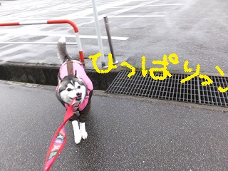 引っ張りっこ