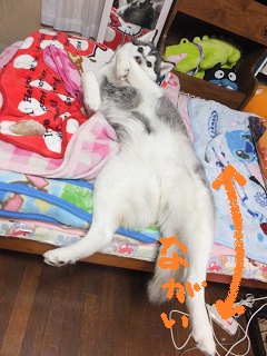 足長い