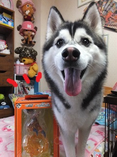 これは!!!