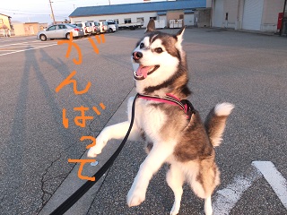 頑張って