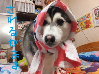 さるれがまま
