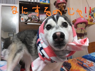 なにするのじゃ?