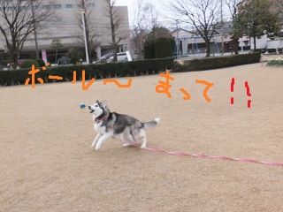 ボール待って~