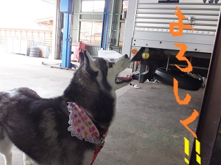 タイヤ宜しく~