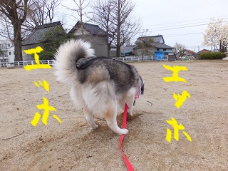 エッホエッホ