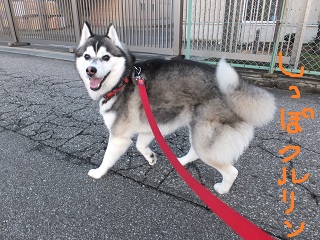 しっぽくるりん