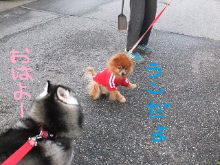 ランだよ