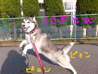 ぴょんぴょんウサギ跳び~