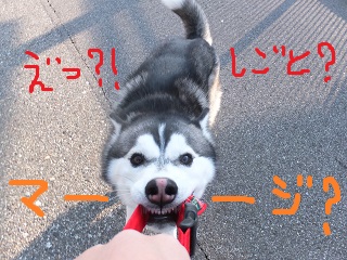 仕事?マジ??