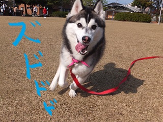 ズドドドド