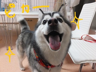 ぴかー