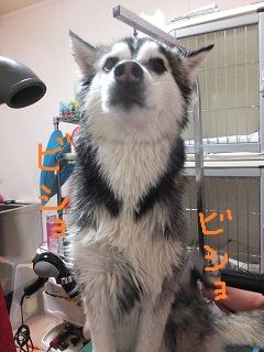 びしょびしょ