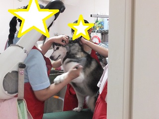 離せーー