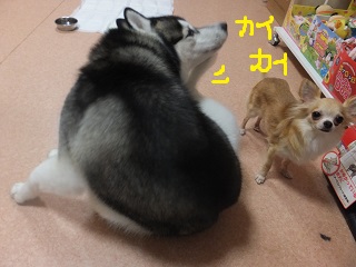 カイカイ・・・