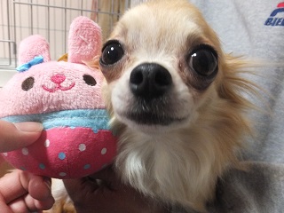 うさぎさん