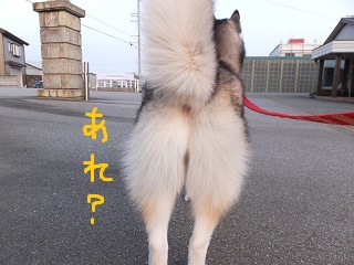 おしりの毛