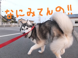 何見てんのさ!!